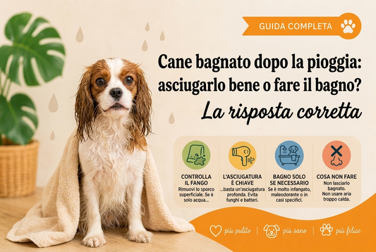 Cane bagnato dopo la pioggia: asciugarlo bene o fare il bagno? La risposta corretta